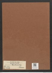 Eunotia ventriculus Schum. (de-Toni-Nr.: Genus 104, Species 3164) Zeichnungen Sammlung Grunow Mappe 03412 (Herbarium_W_Grunow_drawings_Folder_03412)